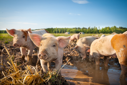 How are animals raised organically?